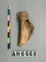 藏品(獸骨)的圖片